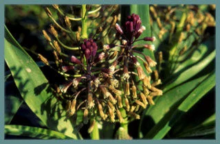 Bellevalia flexuosa