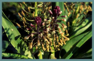 Bellevalia flexuosa