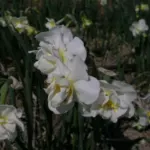 Narcissus tazetta &lsquo;Ruffalo&rsquo;