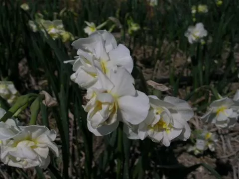 Narcissus tazetta &lsquo;Ruffalo&rsquo;