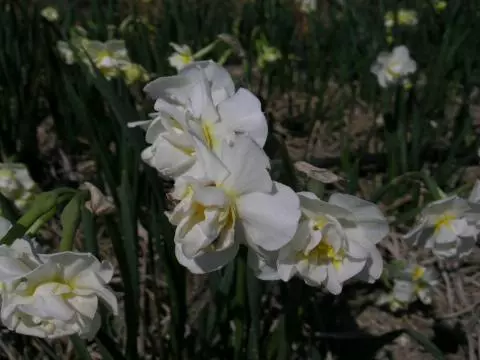 Narcissus tazetta &lsquo;Ruffalo&rsquo;