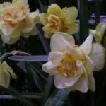 Narcissus tazetta &lsquo;Ruffalo&rsquo; — Narcissus
