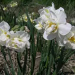 Narcissus tazetta &lsquo;Ruffalo&rsquo; — tazetta