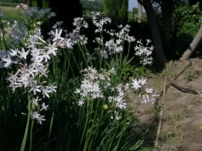 Tulbaghia violacea ‘Alba’