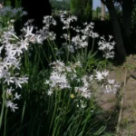 Tulbaghia violacea &lsquo;Alba&rsquo;