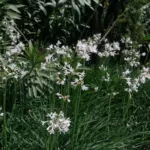 Tulbaghia violacea ‘Alba’ — Tulbaghia