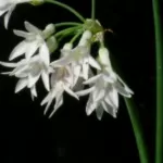 Tulbaghia violacea ‘Alba’ — Alba