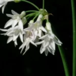 Tulbaghia violacea &lsquo;Alba&rsquo; — photo 4
