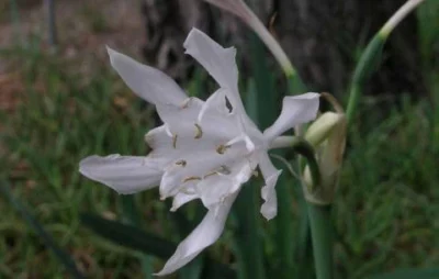 Pancratium canariense/20b