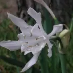 Pancratium canariense/20b