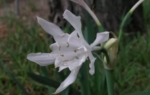 Pancratium canariense/20b