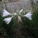 Pancratium canariense/20b — Pancratium