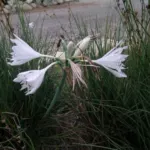 Pancratium canariense/20b — Pancratium