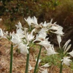 Pancratium canariense/20b — canariense