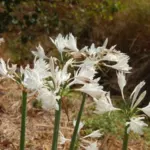 Pancratium canariense/20b — canariense
