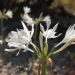 Pancratium canariense/20b — photo 4