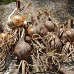 Pancratium canariense/20b — photo 5