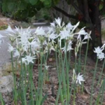 Pancratium canariense/20b — photo 6