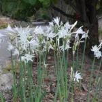 Pancratium canariense/20b — photo 6