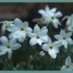 Ipheion uniflorum Alberto Castillo (/100)