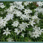 Ipheion uniflorum Alberto Castillo (/100) — Ipheion
