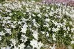 Ipheion uniflorum Alberto Castillo (/100) — uniflorum