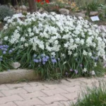 Ipheion uniflorum Alberto Castillo (/100) — photo 4