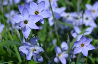 Ipheion uniflorum Summerskies /100
