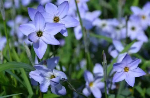 Ipheion uniflorum Summerskies /100