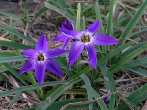 Ipheion uniflorum ‘Froyle Mill’ (/100)