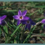 Ipheion uniflorum ‘Froyle Mill’ (/100) — Ipheion