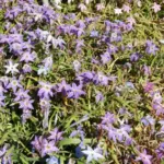 Ipheion uniflorum ‘Froyle Mill’ (/100) — Froyle Mill