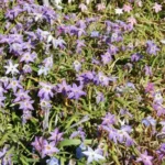 Ipheion uniflorum &lsquo;Froyle Mill&rsquo; (/100) — photo 3