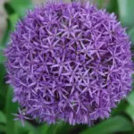 Allium ‘Beauregard’