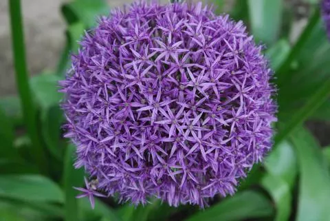 Allium ‘Beauregard’