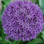 Allium &lsquo;Beauregard&rsquo;
