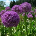 Allium ‘Beauregard’ — Allium