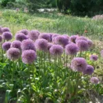 Allium ‘Beauregard’ — Beauregard