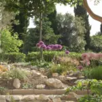 Allium ‘Beauregard’ — Globemaster