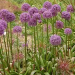 Allium ‘Beauregard’ — photo 5