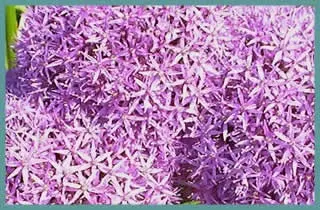 Allium Firmament’