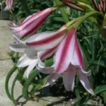 Crinum bulbispernum/20 (cal+20 prix départ pépinière)