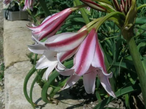 Crinum bulbispernum/20 (cal+20 prix départ pépinière)