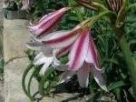 Crinum bulbispernum/20 (cal+20 prix départ pépinière) — photo 2