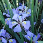 Iris unguicularis /100rh