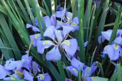 Iris unguicularis /100rh