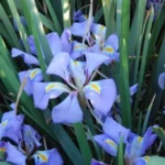 Iris unguicularis /100rh