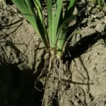 Iris unguicularis /100rh — Iris