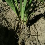 Iris unguicularis /100rh — photo 2