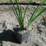 Iris unguicularis /100rh — unguicularis